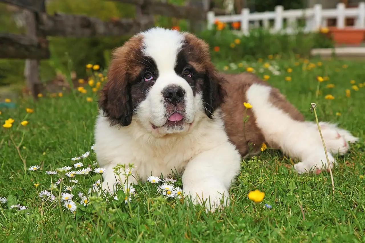 Сенбернар